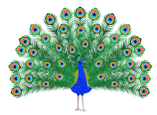 Clipart:21afzhfibme= Peacock