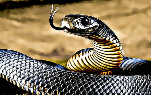 Cool:8bprshggedy= Snake Wallpaper