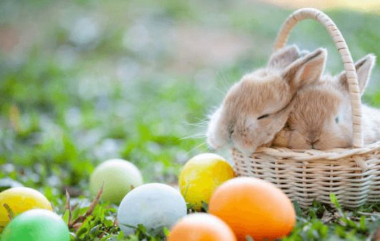 Cute:1fn3nqq0tru= Easter Bunny