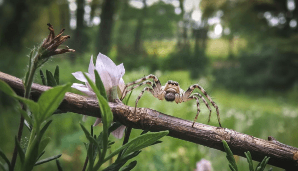 Cute:2hdertbz4ik= Spider