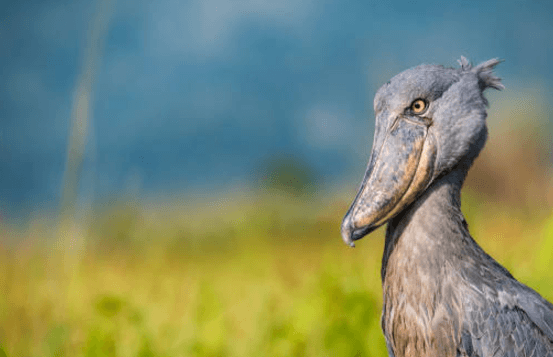 Cute:4k5ne5issfg= Shoebill Stork