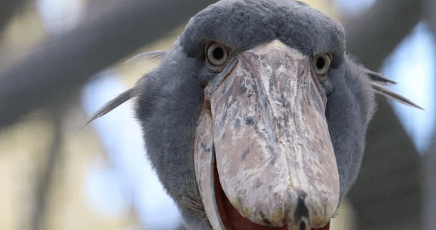 Cute:4k5ne5issfg= Shoebill Stork